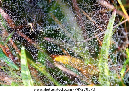 Delicate cobweb covered with thousands of dew drops in the grass/wet meadow, water drops on fine threads of a spiderweb reflecting the light/art work in the nature, beautiful woven building