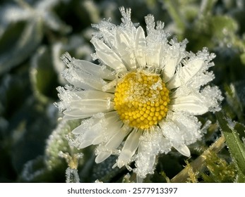A delicate daisy covered in sharp ice crystals, creating a stunning contrast between the soft petals and the frozen texture. A detailed macro shot capturing the beauty of winter.