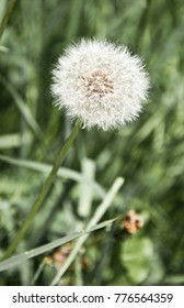 A delicate dandelion