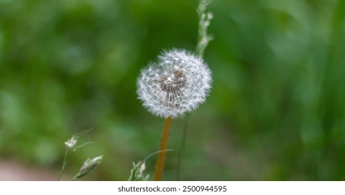 Delicate dandelion seed head against soft green background, capturing nature's fleeting beauty and serenity. - Powered by Shutterstock