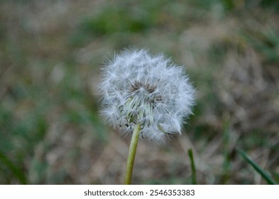 Delicate dandelion seed head glows like a translucent orb, each silver parachute perfectly poised for flight. Morning dew sparkles on the feathery seeds against a soft blur. - Powered by Shutterstock