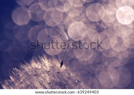 Delicate dandelion with water drop and the background bokeh,macro. Selective focus e