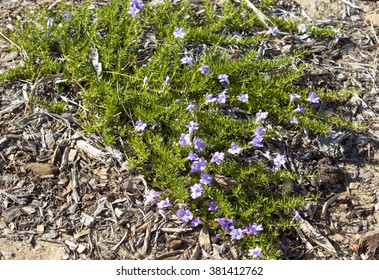 Delicate Decorative Hemiandra Pungens Snakebush West Stock Photo ...