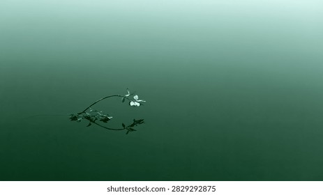 A delicate dragonfly with translucent wings rests on the calm, green water surface, its reflection perfectly mirrored below.