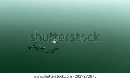 A delicate dragonfly with translucent wings rests on the calm, green water surface, its reflection perfectly mirrored below.