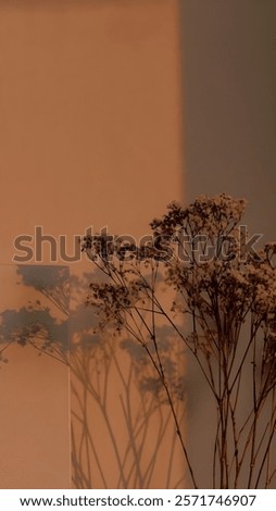 Similar – Image, Stock Photo Light play dried flower in vase