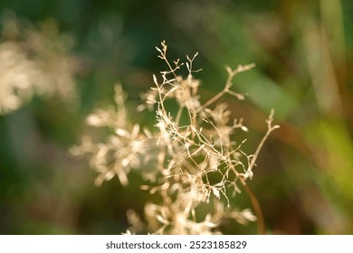 delicate dried grass stems with seed heads, soft focus green background, natural light, botanical, flora, seasonal change, wild grasses in meadow or field, nature detail texture calm natural herbal  - Powered by Shutterstock