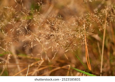 delicate dried grass stems with seed heads, soft focus green background, natural light, botanical, flora, seasonal change, wild grasses in meadow or field, nature detail texture calm natural herbal  - Powered by Shutterstock