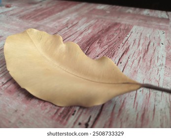 A delicate, dried leaf with a prominent central vein rests on a weathered wooden plank - Powered by Shutterstock