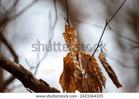 Delicate dried leaves cling to a thin branch, creating a fragile and autumnal scene, capturing nature's remnants in a skeletal twiggy embrace.