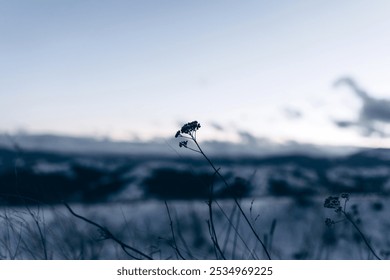 Delicate dry plant silhouette against a winter mountain landscape at dusk - Powered by Shutterstock