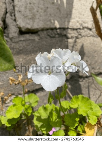 A delicate and elegant white geranium, radiating purity, innocence, and understated beauty