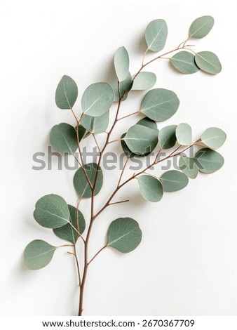 A delicate eucalyptus branch featuring rounded leaves of a soft, muted green color, set against isolated on white background