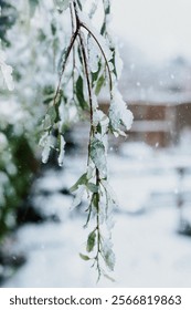 A delicate eucalyptus branch, weighed down by a heavy blanket of snow, bows gracefully under the morning sky. Snowflakes tumble steadily in the frigid air.