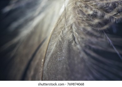 Delicate feather close-up