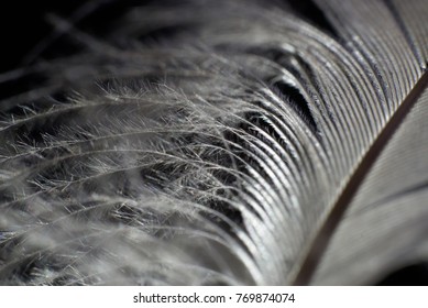 Delicate feather close-up