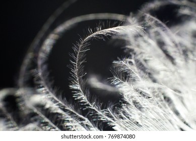 Delicate feather close-up