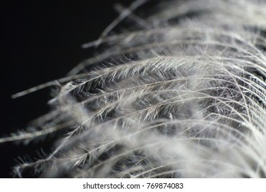 Delicate feather close-up