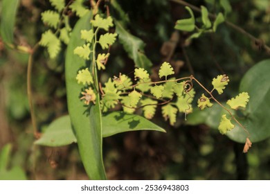 Delicate Fern Fronds Reaching for the Sunlight: A Tapestry of Green - Powered by Shutterstock