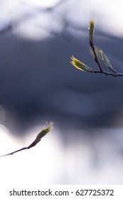 Delicate first spring buds on the contrast background