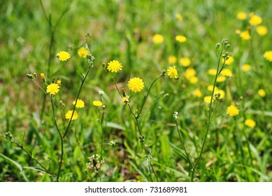 delicate flower