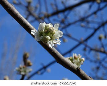delicate flower in bloom