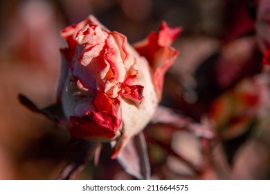 a delicate flower. isolated rose. flowers on a bush. peach rose close-up. bud