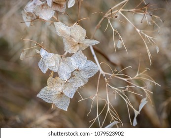 A Delicate Flower, Still Only A Skeleton That Looks Like A Snowflake. Soon Spring Will Wake Her Up.