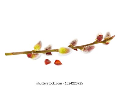 Delicate Flowering Willow Branch Isolated On White Background.