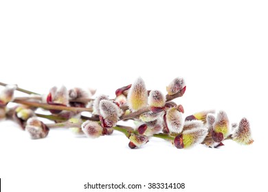 Delicate Flowering Willow Branch Isolated On White Background.