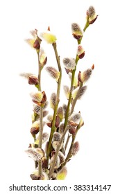 Delicate Flowering Willow Branch Isolated On White Background.