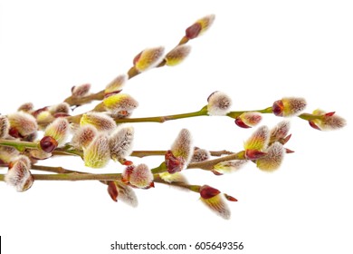 Delicate Flowering Willow Branch Isolated On White Background.