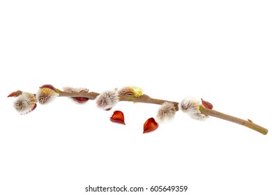 Delicate Flowering Willow Branch Isolated On White Background.