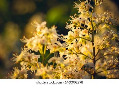 Delicate flowers of chestnuts in the rays of the setting sun