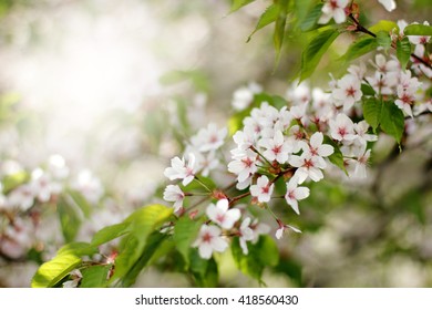 delicate flowers in the spring cherry blossom in the park/Japanese cherry Sakura - Shutterstock ID 418560430