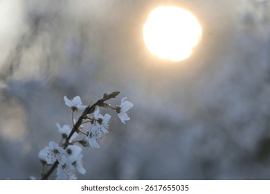 Delicate Flowers in Spring Light