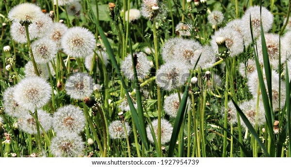 Delicate fluffy afterflowers of dandelions in the\
meadows on sunny spring\
days.