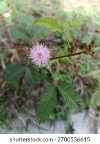 ​A delicate, fluffy pink flower of the sensitive plant (Mimosa pudica) with its feathery compound leaves, set against a soft, natural green background. #mimosapudica #sensitiveplant #pinkflower #wildf