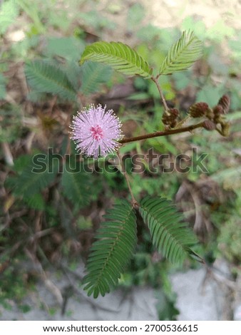 ​A delicate, fluffy pink flower of the sensitive plant (Mimosa pudica) with its feathery compound leaves, set against a soft, natural green background. #mimosapudica #sensitiveplant #pinkflower #wildf