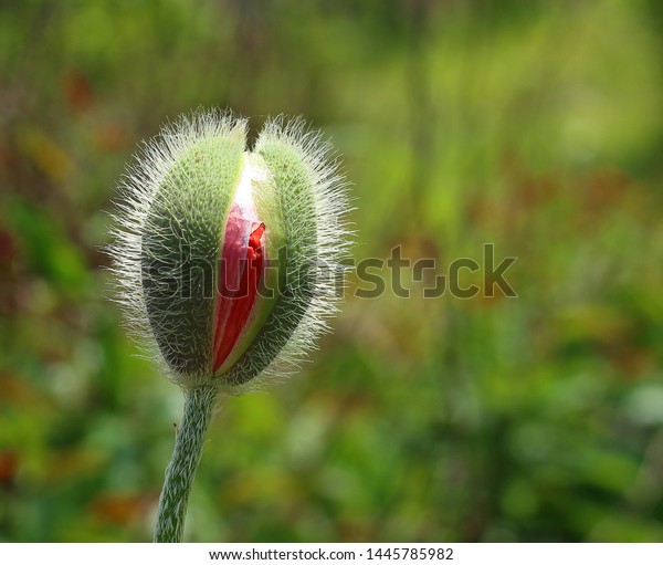 Delicate Fluffy Poppy Flower Bud Blooms Stock Photo Edit Now 1445785982