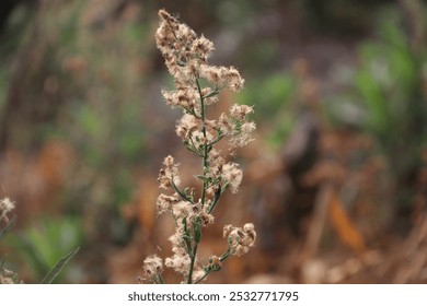 Delicate Fluffy Seed Heads on Green Stems" - Discover the beauty of nature with this close-up image of a plant adorned with fluffy, white seed heads.  - Powered by Shutterstock