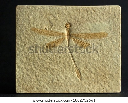 The delicate fossil remains of a Jurassic Period Dragonfly (Stenophlebia aequalis) from the Solenhofen Limestones in Bavaria, Germany dating back about 145 million years ago.