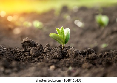 A delicate fragile soybean sprout in the field stretches towards the sun. Agricultural crops in the open field. Selective focus. - Shutterstock ID 1848465436