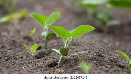 A Delicate Fragile Soybean Sprout In The Field Stretches Towards The Sun. Agricultural Crops In The Open Field. Selective Focus.