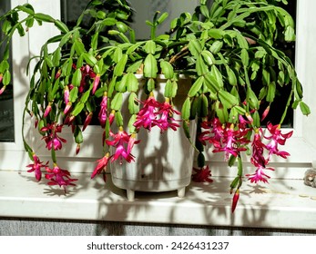 a delicate fresh flower of a Christmas cactus, a plant with the Latin name Schlumbergera, on the windowsill - Powered by Shutterstock