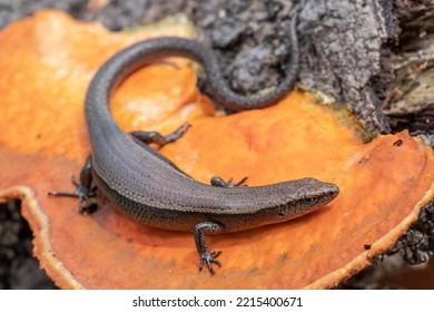 Delicate Grass Skink On Red Bracket Fungi