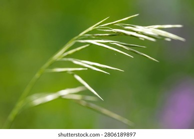 Delicate grass stem with slender, pointed blades. Soft focus background features green and purple hues. Natural light highlights each blade's subtle texture