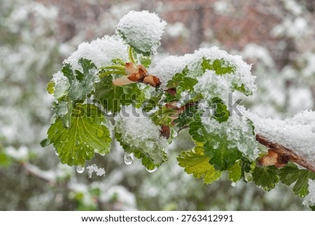 Delicate green leaves and developing buds are unexpectedly covered in a layer of snow, highlighting a stark seasonal contrast and the impact of weather anomalies