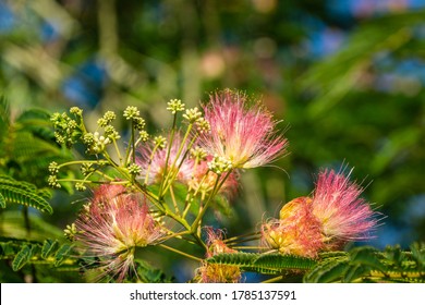 Red Acacia Blossoms High Res Stock Images Shutterstock