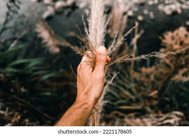 delicate green plant with the spiky leaves between the fingers of the left hand of a caucasian man on waitawheta tramway, new zealand